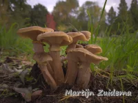 Bundelzwammen [Physalacriaceae]